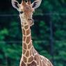 Миллионы людей по всему миру следят за беременной жирафихой