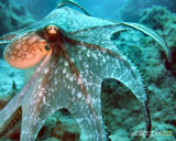 Океанологи обнаружили в Тихом океане «осьминога-привидение»