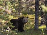 Туристы под Мурманском спугнули медведя пением (ВИДЕО)