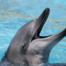 Хорватия: В Истрии предлагают фотосафари за дельфинами
