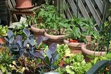 Работа с растениями в доме и в саду поможет снизить риск преждевременной смерти