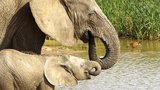 В Африке с помощью вертолета спасали слоненка (ВИДЕО)