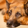 Минобороны РФ покупает полторы сотни служебных собак для поиска мин
