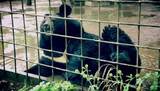 Зоопарк Уссурийска: Изможденные паводком животные смогли впервые поспать