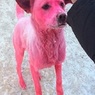 Жительница Ижевска нашла собаку, покрашенную хулиганами в розовый цвет