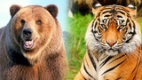 В Красноярске медведь и тигрица сделали прогноз по выборам в США