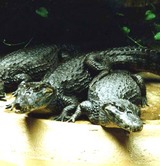 Старейший московский крокодил приглашает гостей в зоопарк