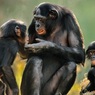 Ученые имплантировали человеческий ген в мозг обезьян