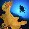 Странное существо из марианских глубин нашли водолазы (ВИДЕО)