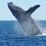 Ученые-биологи впервые смогли   снять на видео кита- ремнезуба