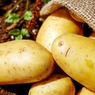 Россельхознадзор опроверг введение запрета на выращивание картошки на даче