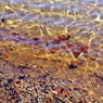 Предрождественский шторм засыпал калининградский пляж янтарем