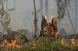 В Забайкалье введен режим ЧС из-за лесных пожаров