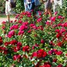 Парк цветов в Дубае открывается после летнего перерыва