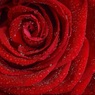 Исследователи обнаружили влияние аромата розы на обучение