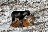 Тигр Амур сурово наказал козла за троллинг (ВИДЕО)