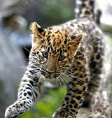 Сергей Иванов обещает вернуть в природу дальневосточных леопардов