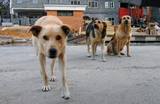 Полиция Южно-Курильска расследует массовую гибель собак