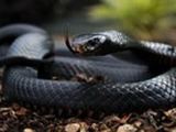 В Бразилии полуторагодовалый ребенок загрыз змею насмерть