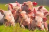Россельхознадзор не пустит в Россию свиней из ряда стран