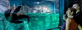 В подмосковном Красногорске скоро откроется океанариум