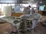 Ученые обнаружили останки супердинозавра
