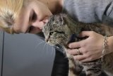 Кошка Матроска умерла из-за отказа почек