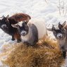 Сколько стоит коза?  В Кировской области -  миллион