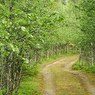 С сегодняшнего дня Жулебинский лес в столице будут охранять