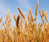 WSJ: РФ может обогнать США и Канаду по экспорту пшеницы