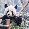 Детеныш панды из китайского зоопарка стал звездой сети