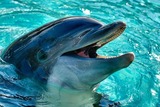 Интернет гадает, зачем Минобороны России дельфины?