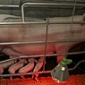 Россельхознадзор допускает скорый запрет ввоза свинины с Украины из-за АЧС