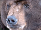 Медведь напал на сотрудницу метеостанции в Якутии