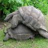Самец черепахи в одиночку спас свой вид от вымирания
