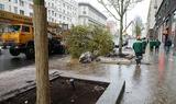Власти Москвы объяснили, почему не распускаются посаженные в прошлом году деревья