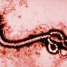 Мужчина с подозрением на Эболу госпитализирован в Алма-Ате