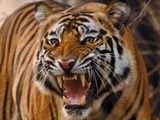 В Хабаровском крае тигр набросился на охотника