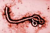 Мужчина с подозрением на Эболу госпитализирован в Алма-Ате