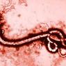 В ФРГ с подозрением на Эбола госпитализирована женщина