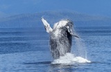 В Японии судно на подводных крыльях столкнулось с китом