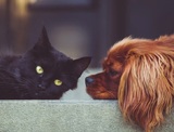 В Госдуму внесен законопроект об обязательной регистрации домашних животных