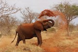 Взбешенный слон несколько километров преследовал туристов на автомобиле в ЮАР