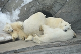 Белые медведи атакуют полярников на метеостанции на острове Тройной в Карском море