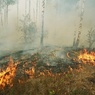 В Тверской области горит 50 гектаров торфяника