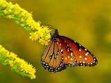 Явление монарха: как рождаются бабочки (ВИДЕО)