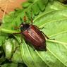 Учёные призывают поедать жуков для спасения Земли
