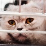 Минтранс отказался менять правила перевозки животных из-за истории с толстым котом