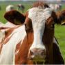Коровы уничтожили уникальные астраханские арбузы