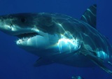 В Калифорнии акула убила серфингиста